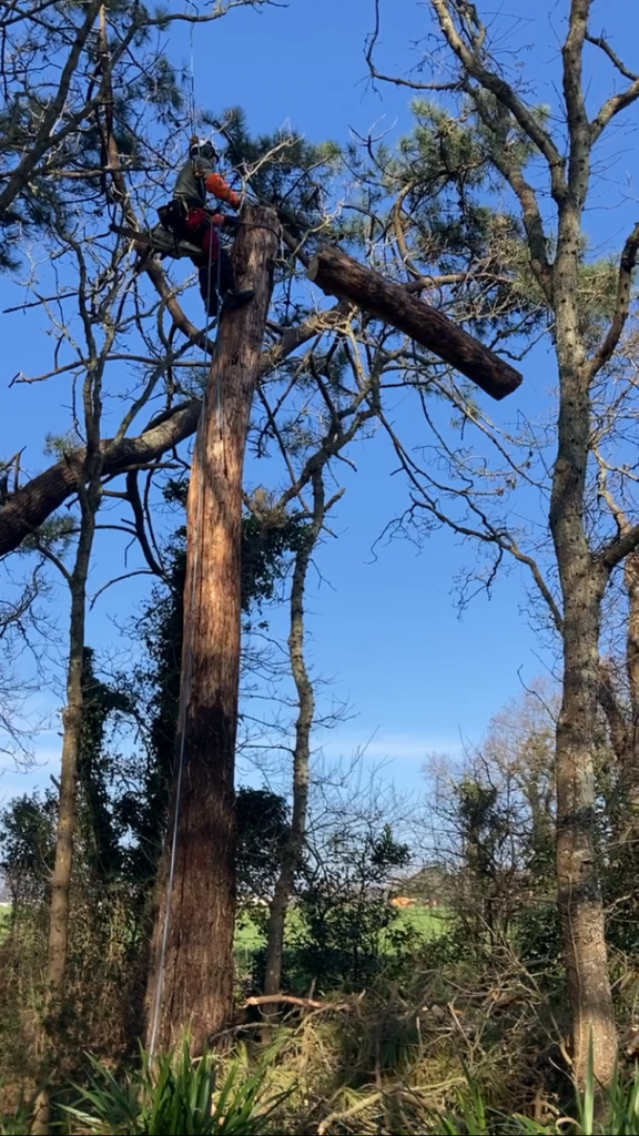 démontage _ abattage