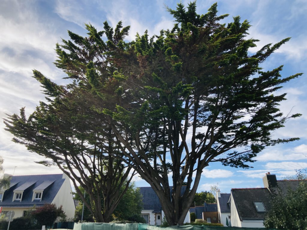 eclaircie cypres APRÈS