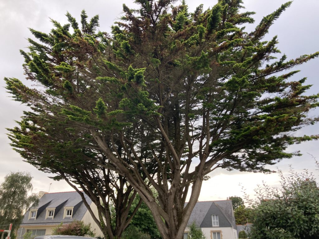 eclaircie cypres AVANT