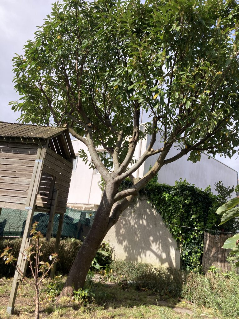 eclaircie laurier palme APRÈS