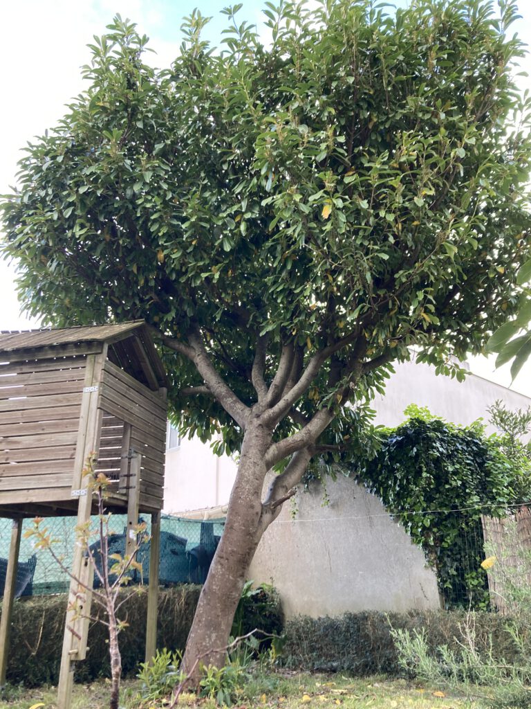 eclaircie laurier palme AVANT