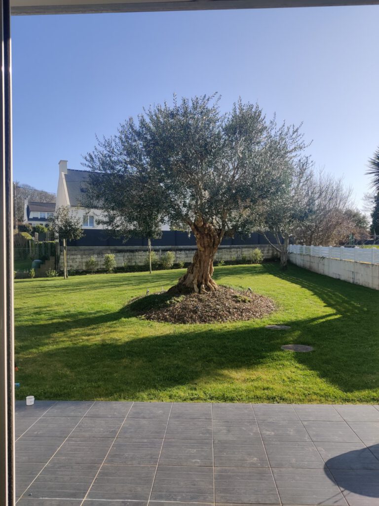 eclaircie olivier APRÈS 2