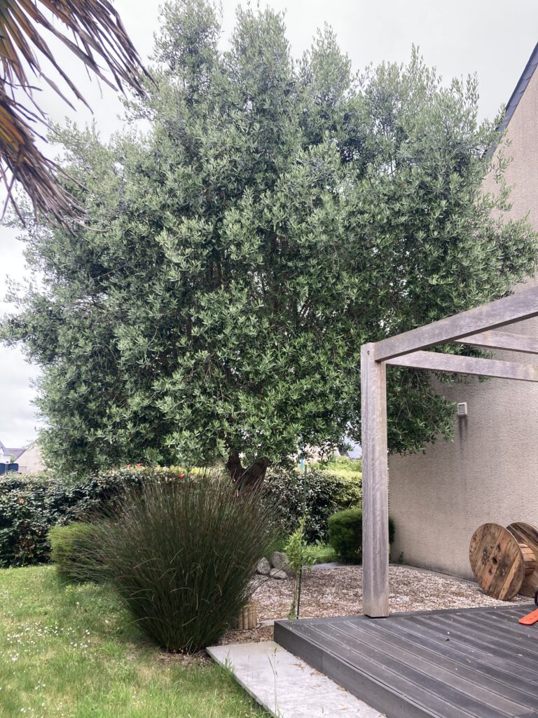 eclaircie olivier AVANT 1