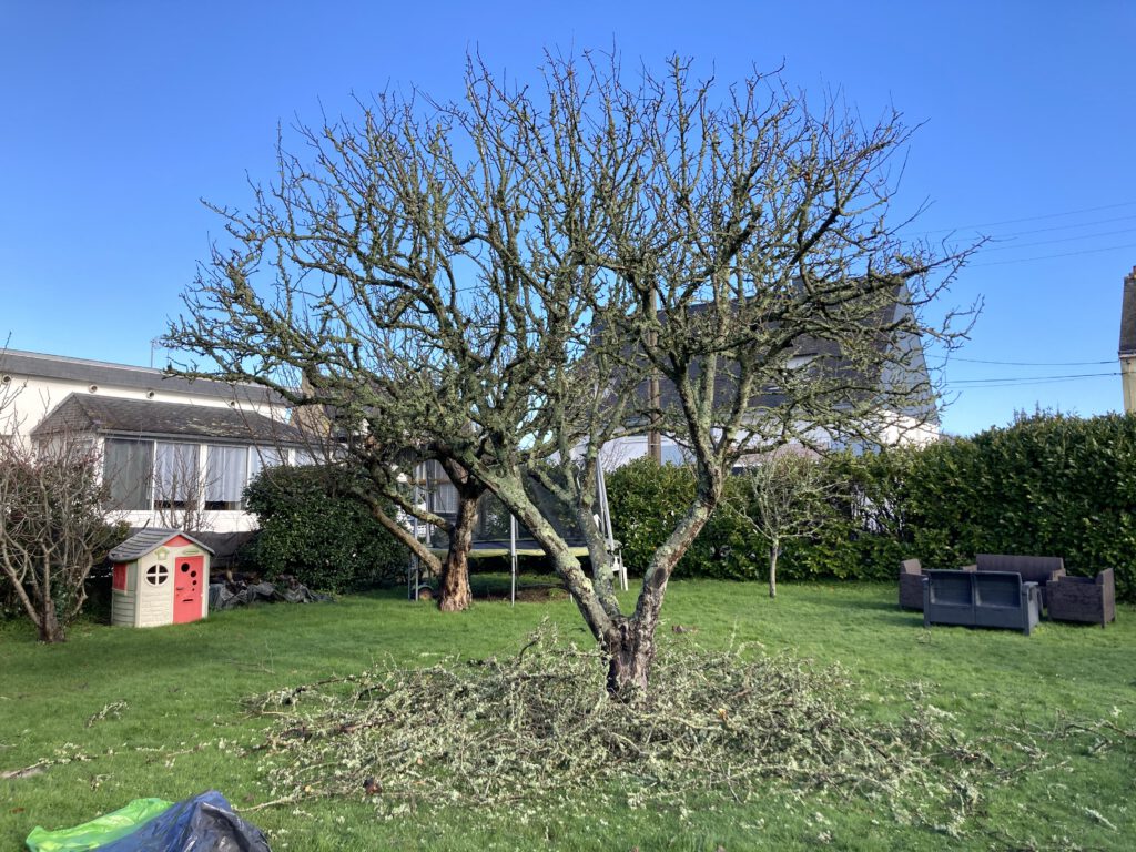 fruitier taille pommier APRÈS