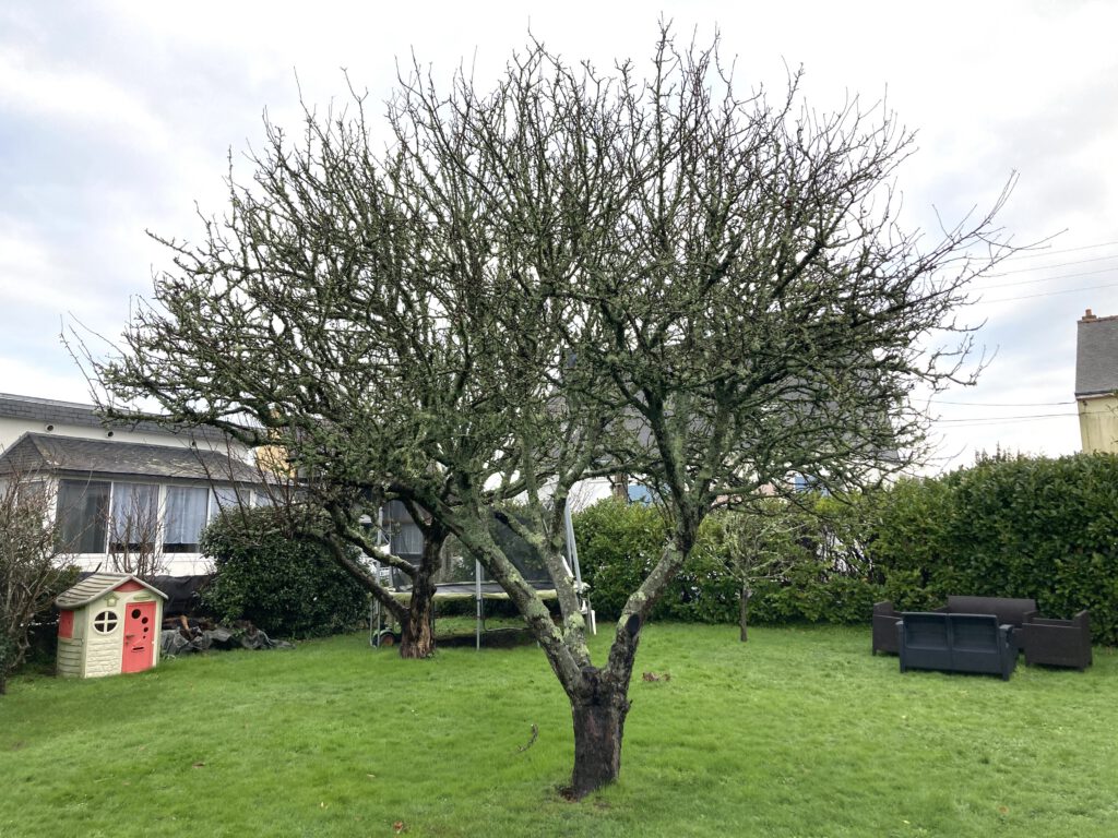 fruitier taille pommier AVANT