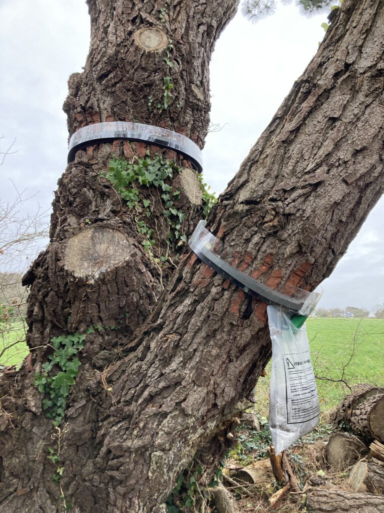 pose dispositif anti-chenilles