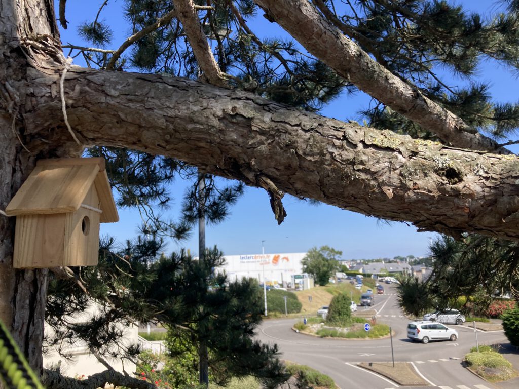 pose nid de mésange ( lutte contre chenilles processionaire)