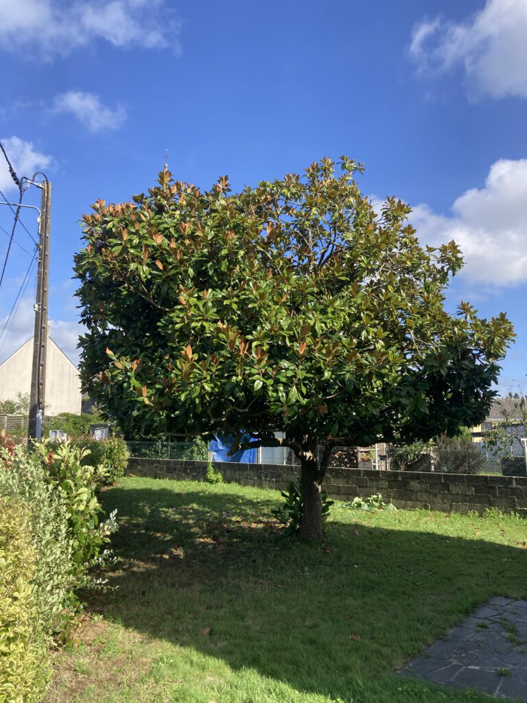 taille adaptation magnolia grandiflora APRÈS