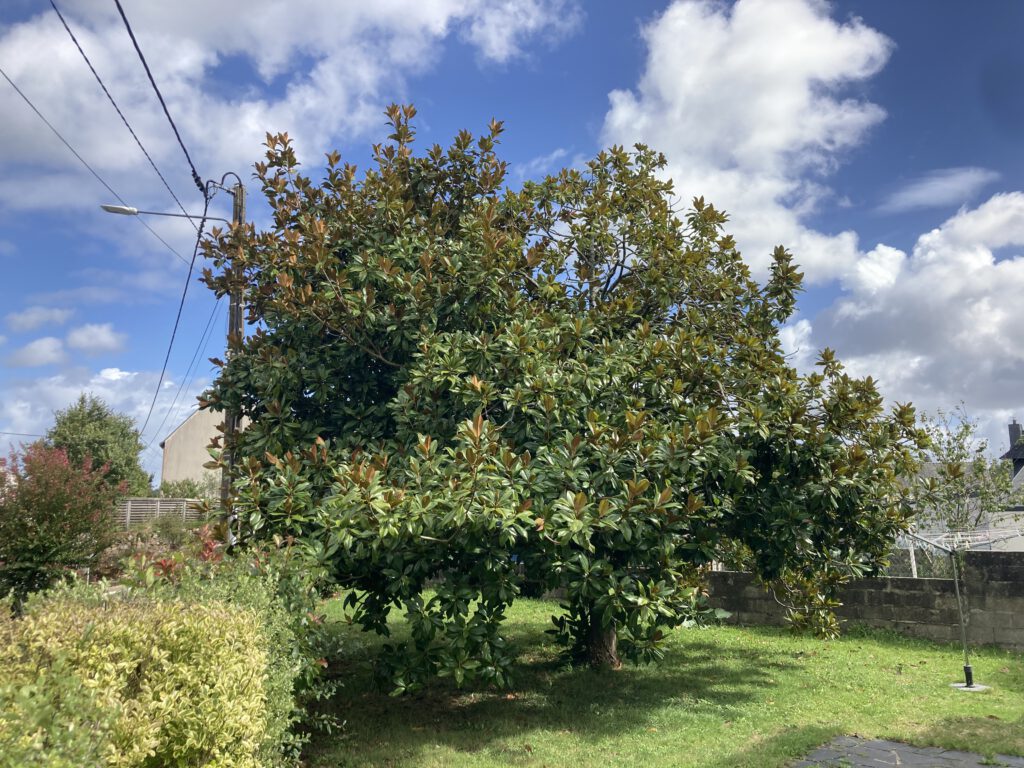 taille adaptation magnolia grandiflora AVANT