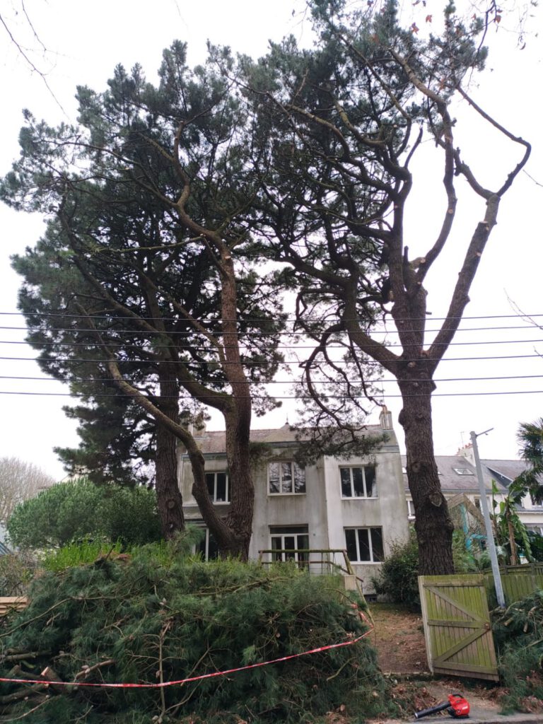 taille adaptation pins insignis APRÈS.jpg