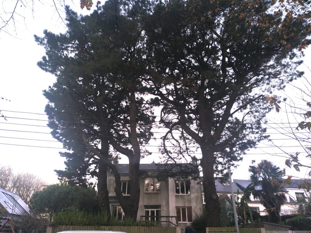 taille adaptation pins insignis AVANT